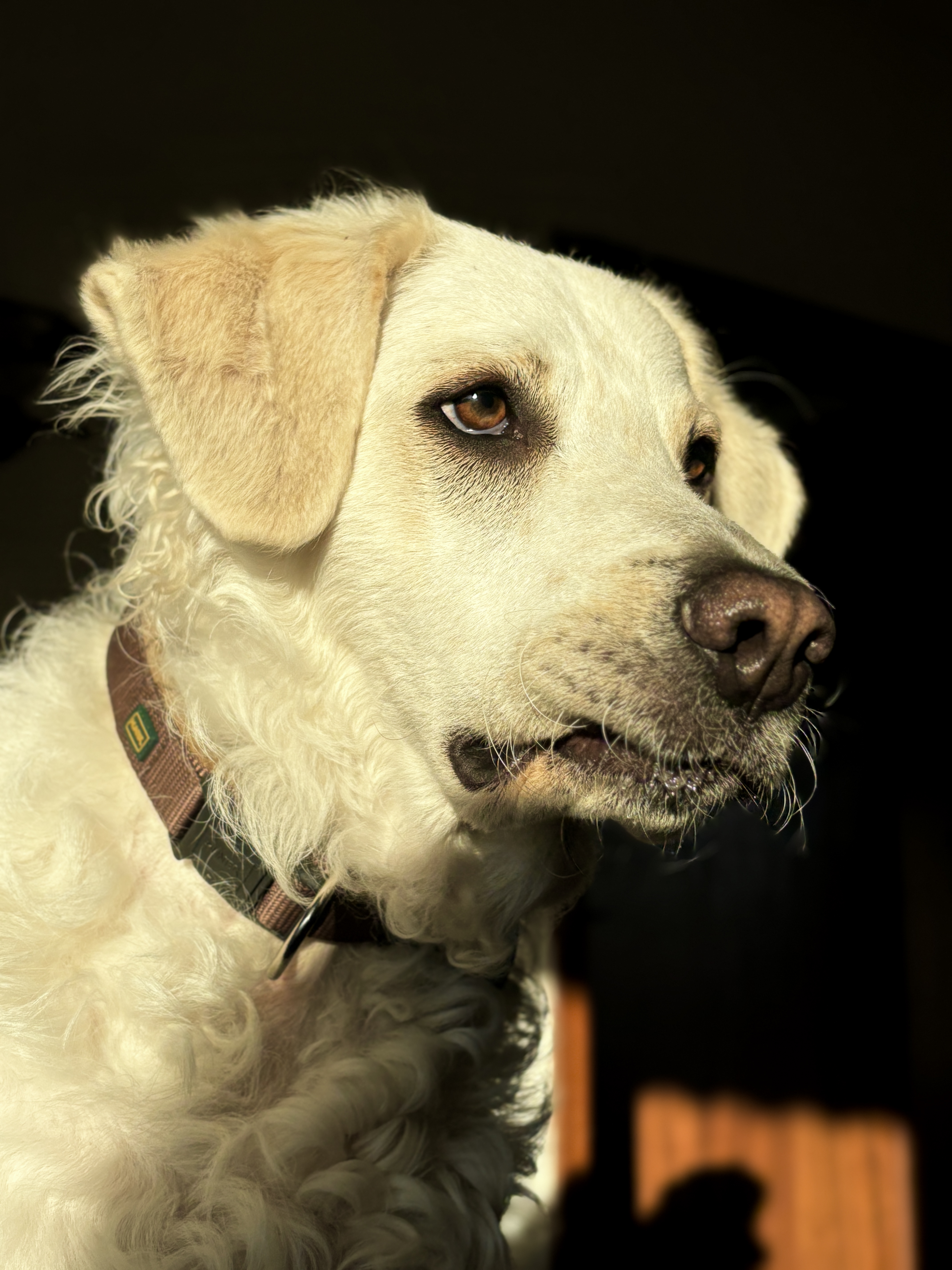Übergewicht beim Hund