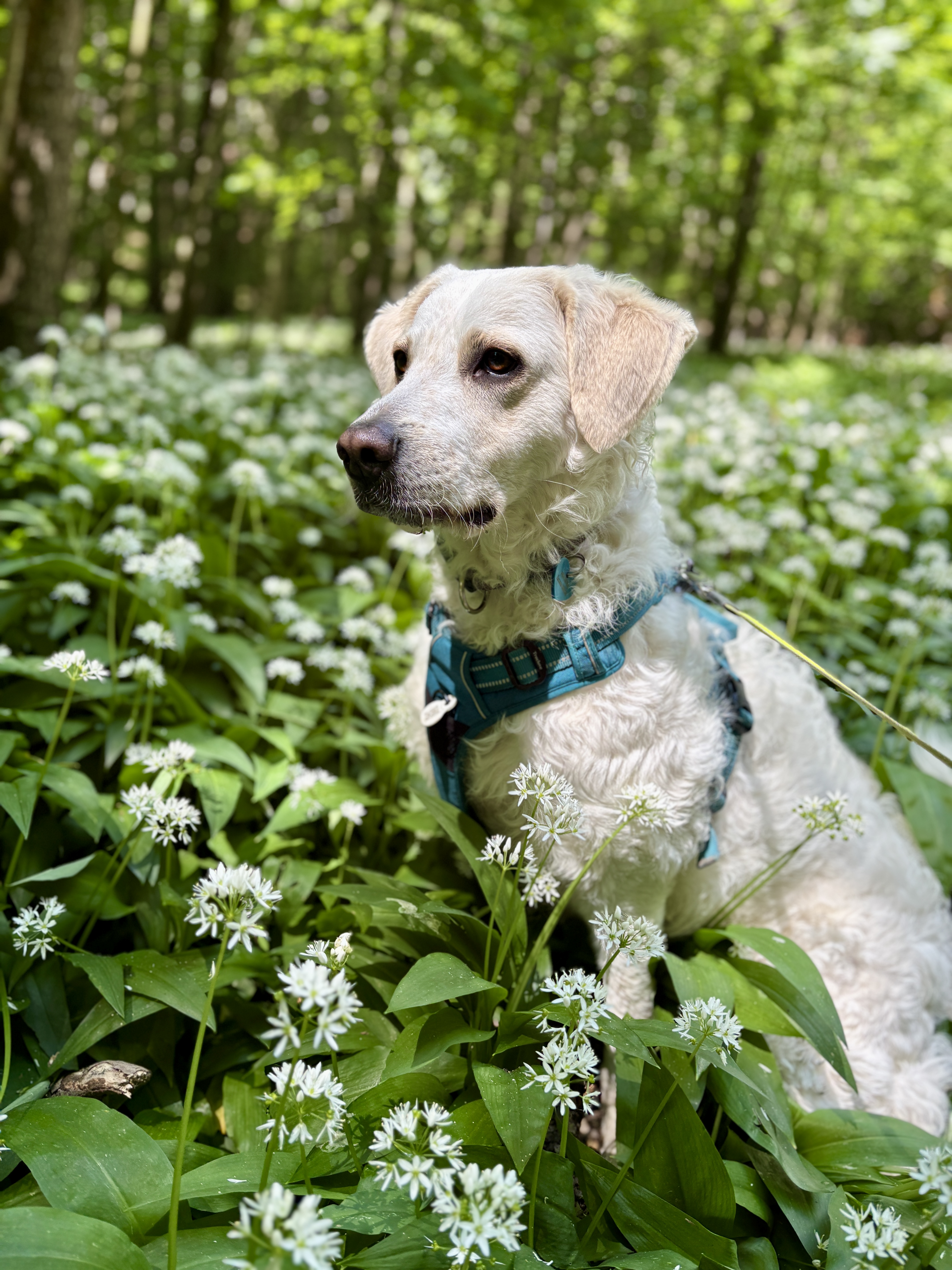 Wählerischer Hund